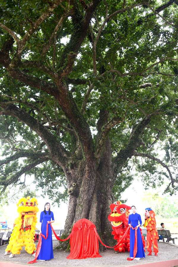 Cây[-]Găng[-]néo[-]đầu[-]tiên[-]được[-]công[-]nhận[-]Cây[-]di[-]sản[-]Việt[-]Nam